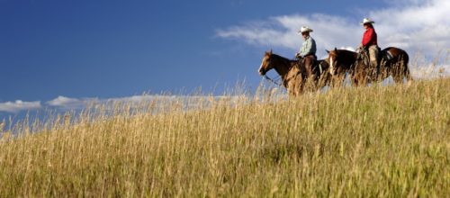 Marabou Ranch Horse Lifestyle